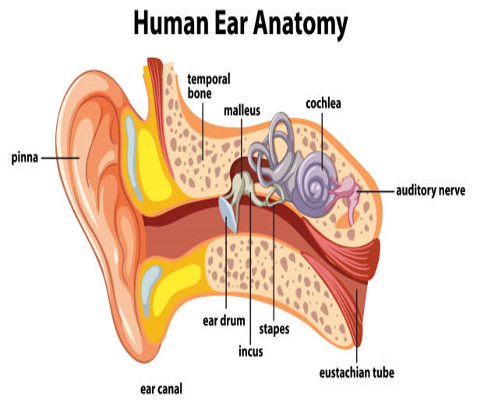 Anatomie des menschlichen Ohrs